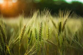 Comment fractionner les apports d'azote sur le blé